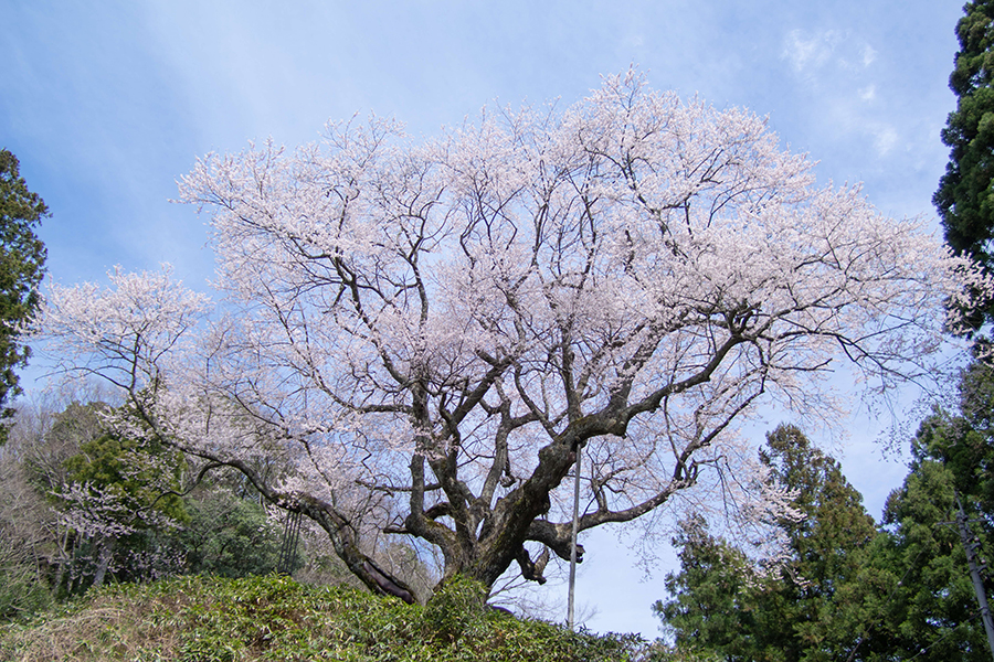 金谷城山桜