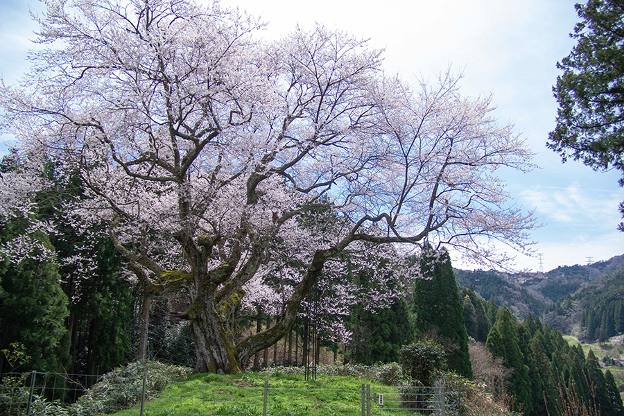 金谷城山桜