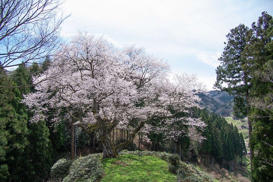 金谷城山桜