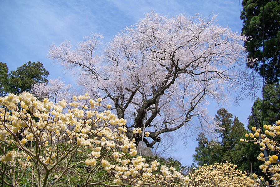 金谷城山桜