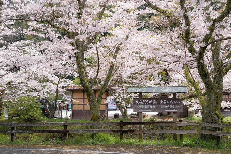 石見銀山の桜