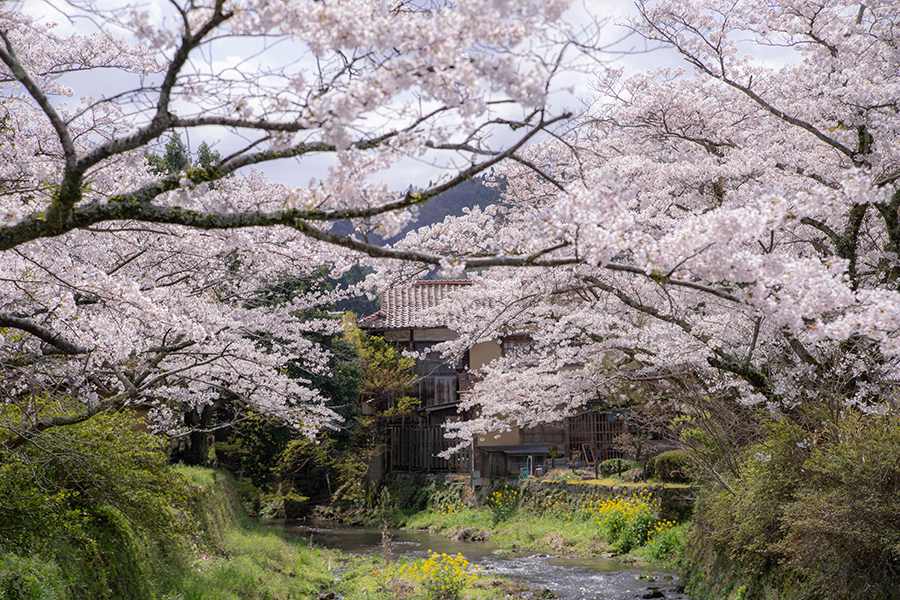 石見銀山の桜