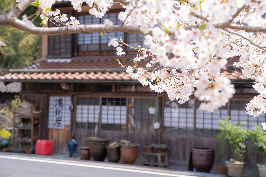 石見銀山の桜