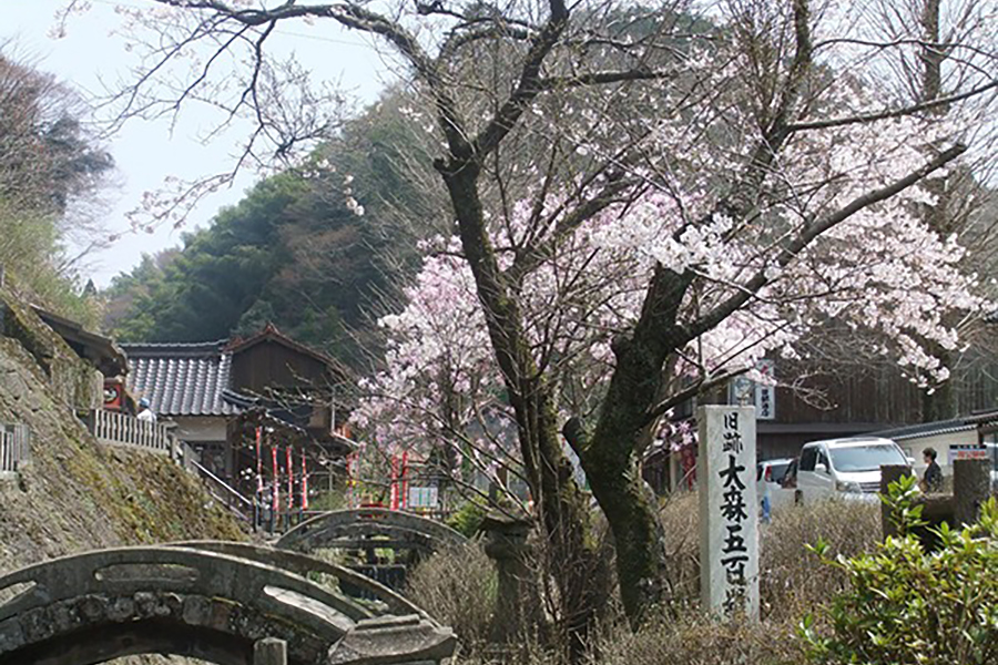 石見銀山の桜