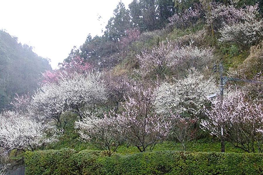 銀山公園のウメ