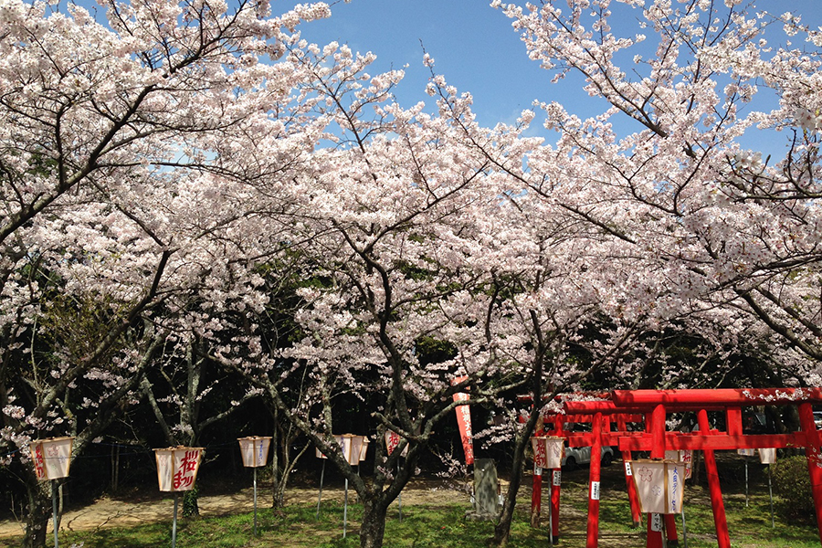 刺鹿神社の桜
