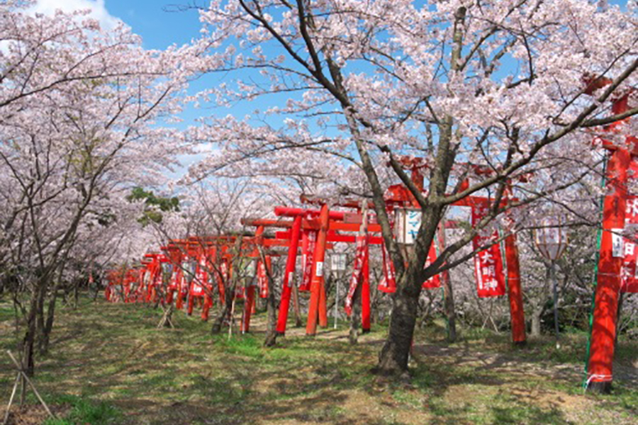 刺鹿神社の桜