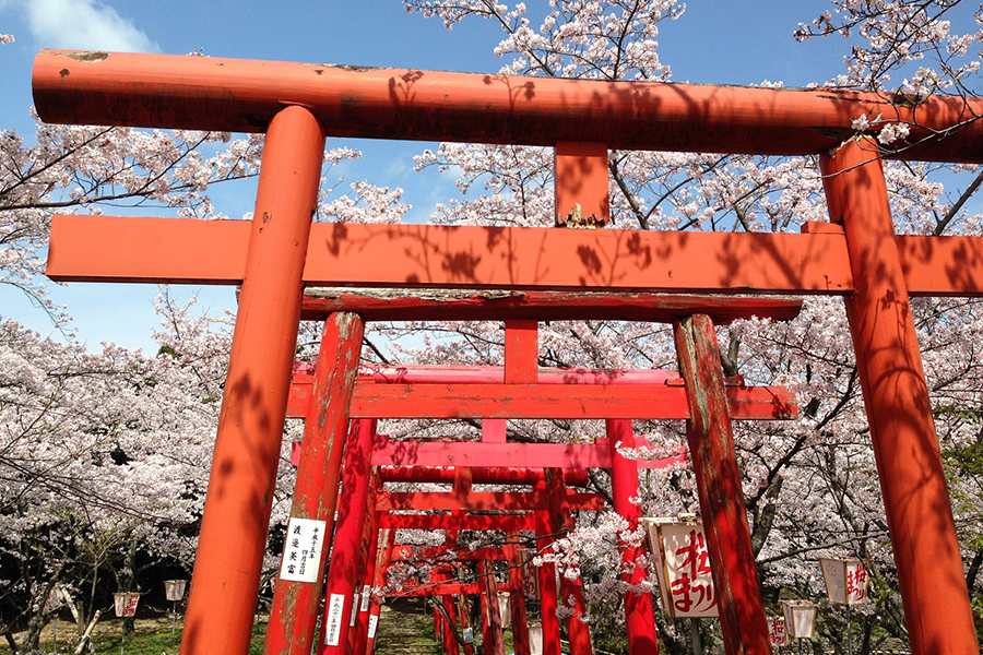 刺鹿神社の桜
