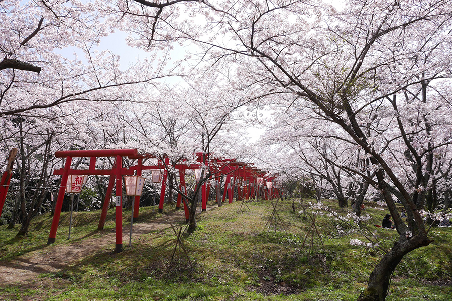 刺鹿神社の桜