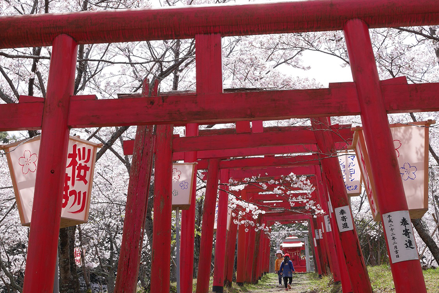 刺鹿神社の桜