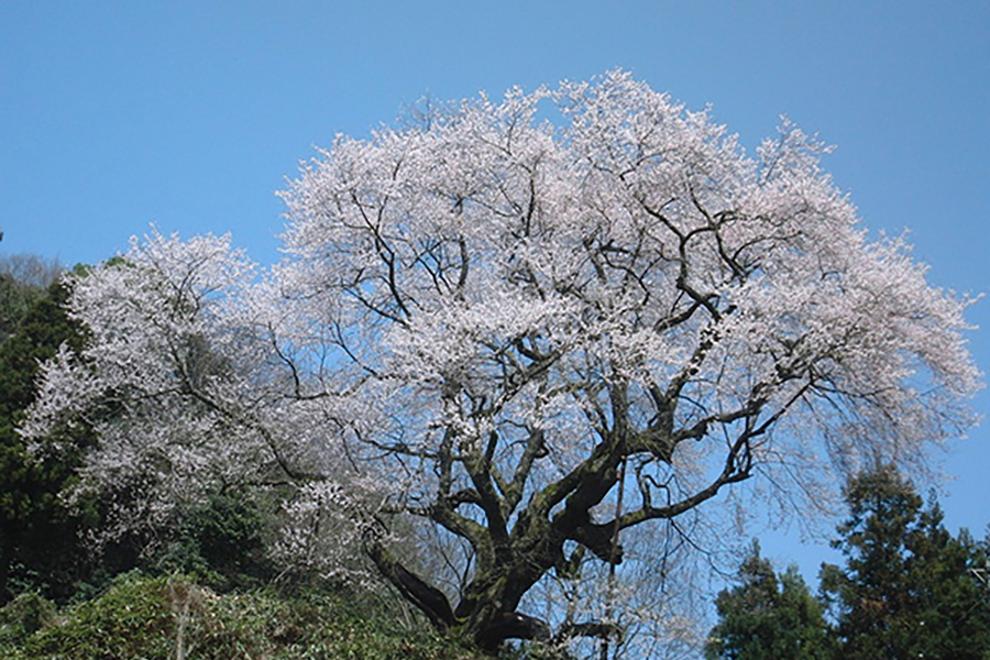 金谷城山桜祭り