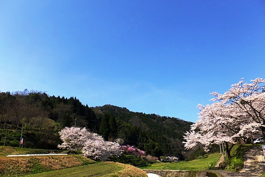 金谷城山桜祭り