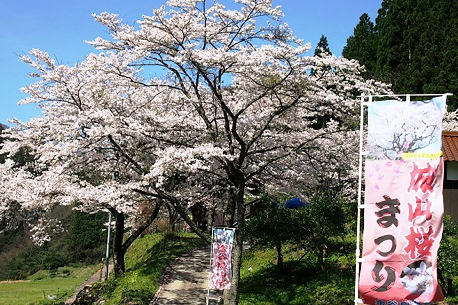 金谷城山桜祭り