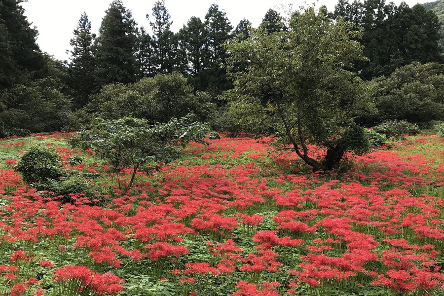 ひがん花の里