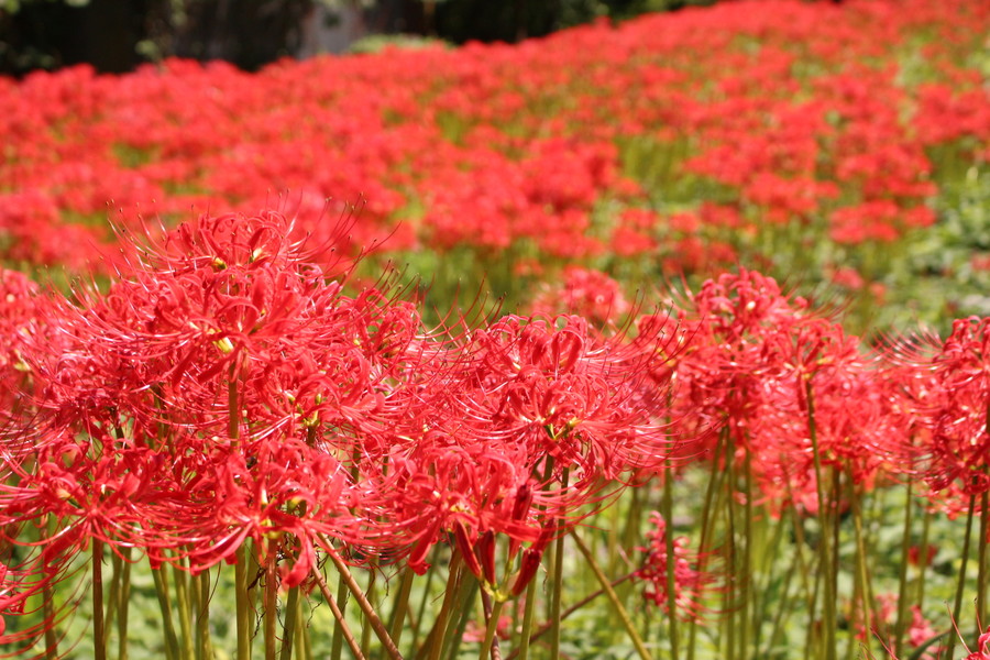 ひがん花の里