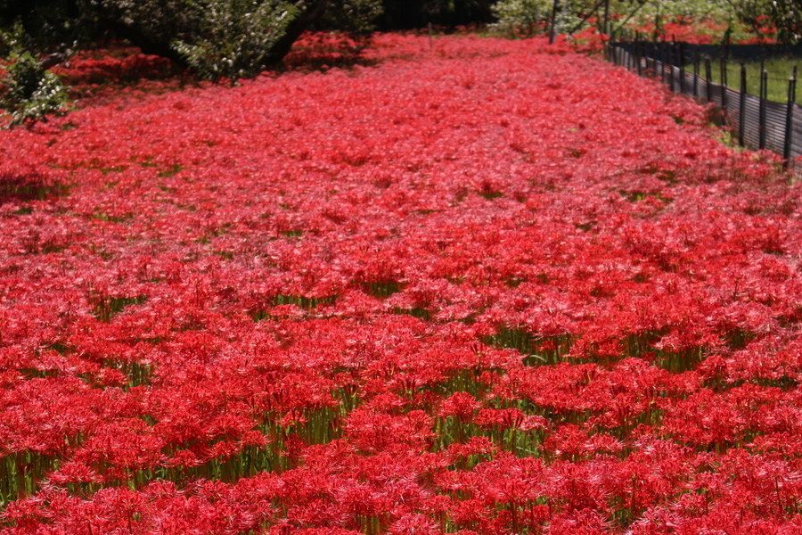 ひがん花の里