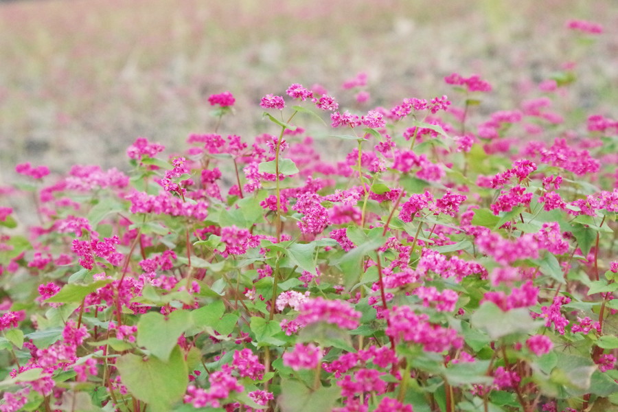 さじき紅そば花見会