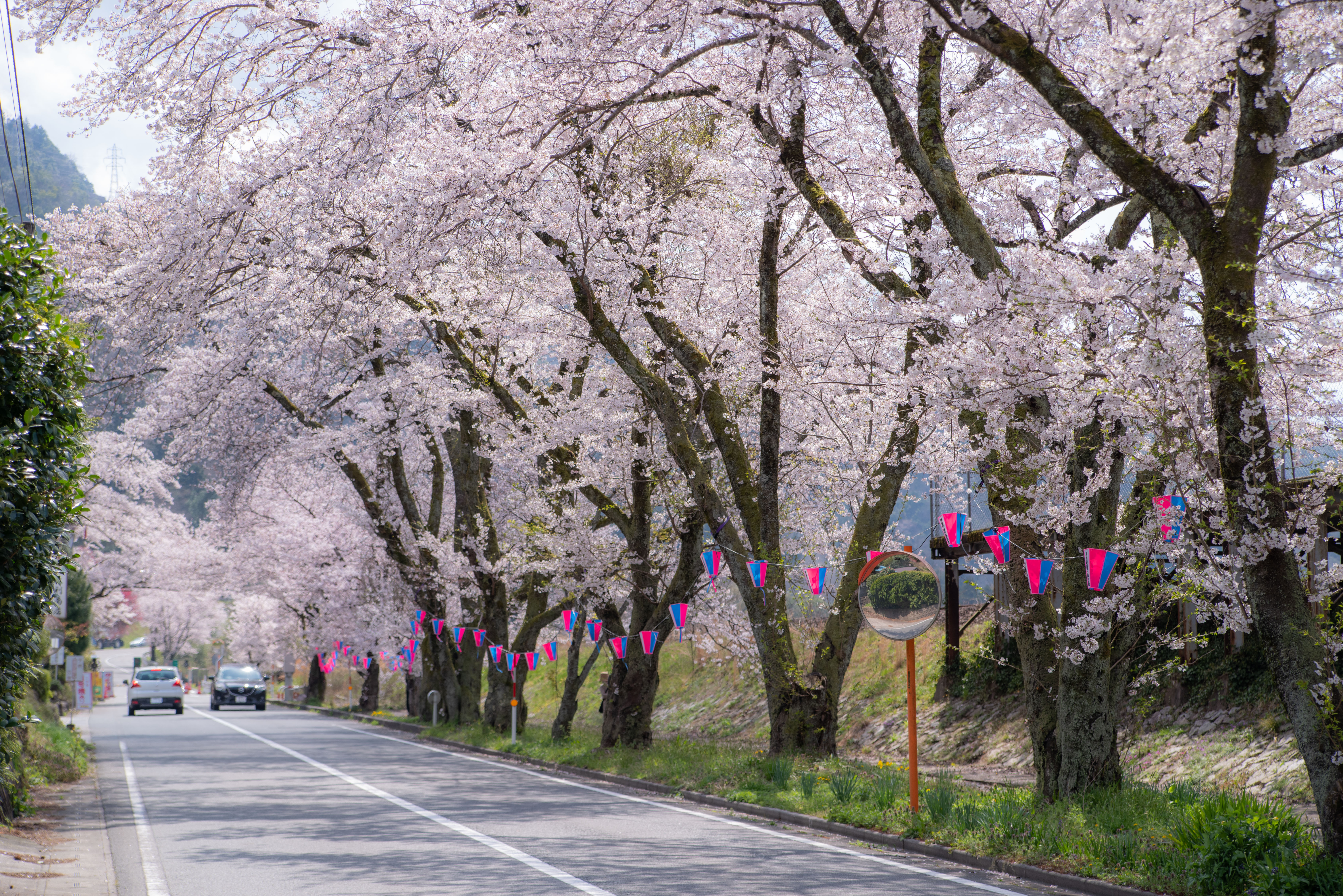 旧潮駅の桜のトンネル