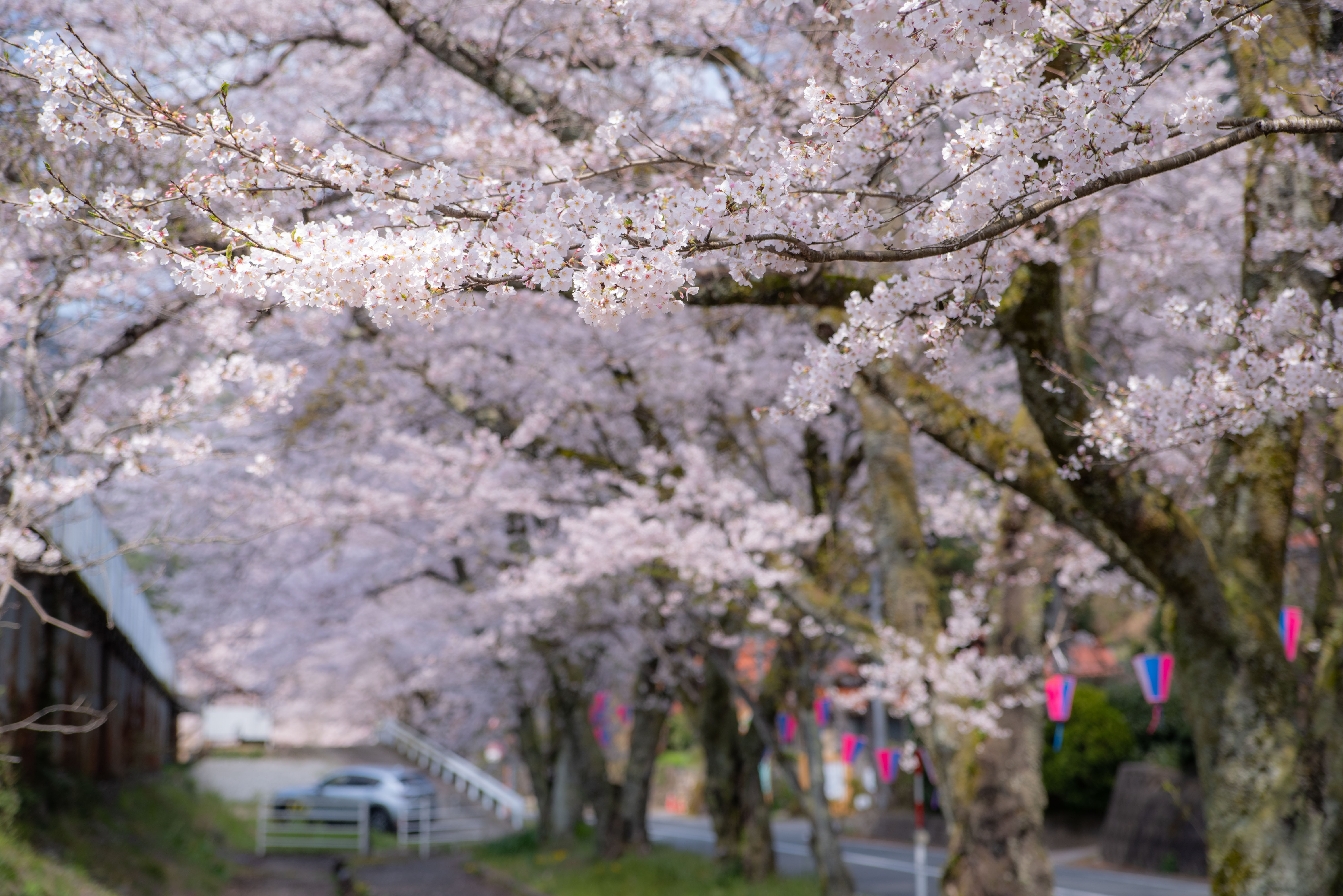 旧潮駅の桜のトンネル