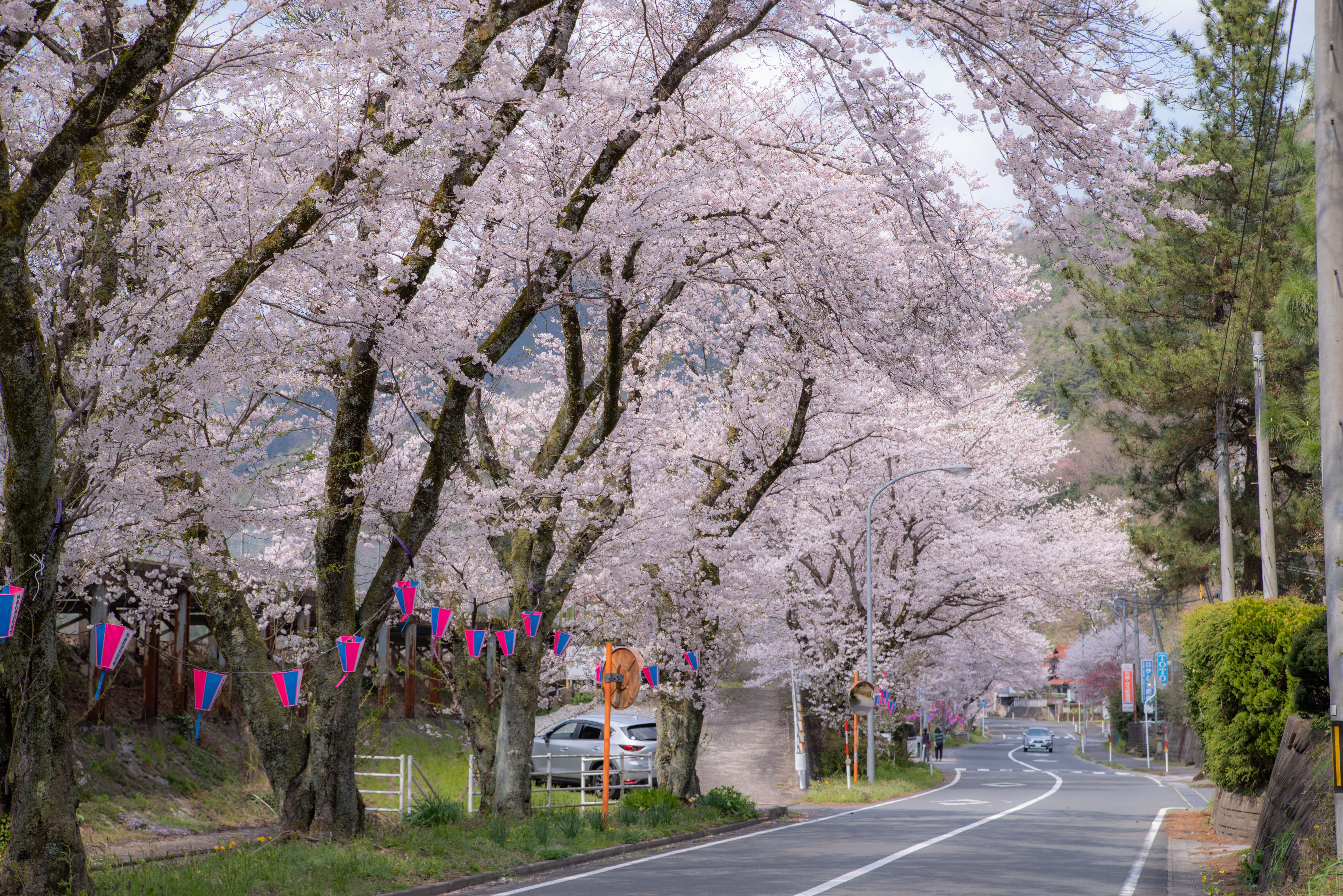 旧潮駅の桜のトンネル
