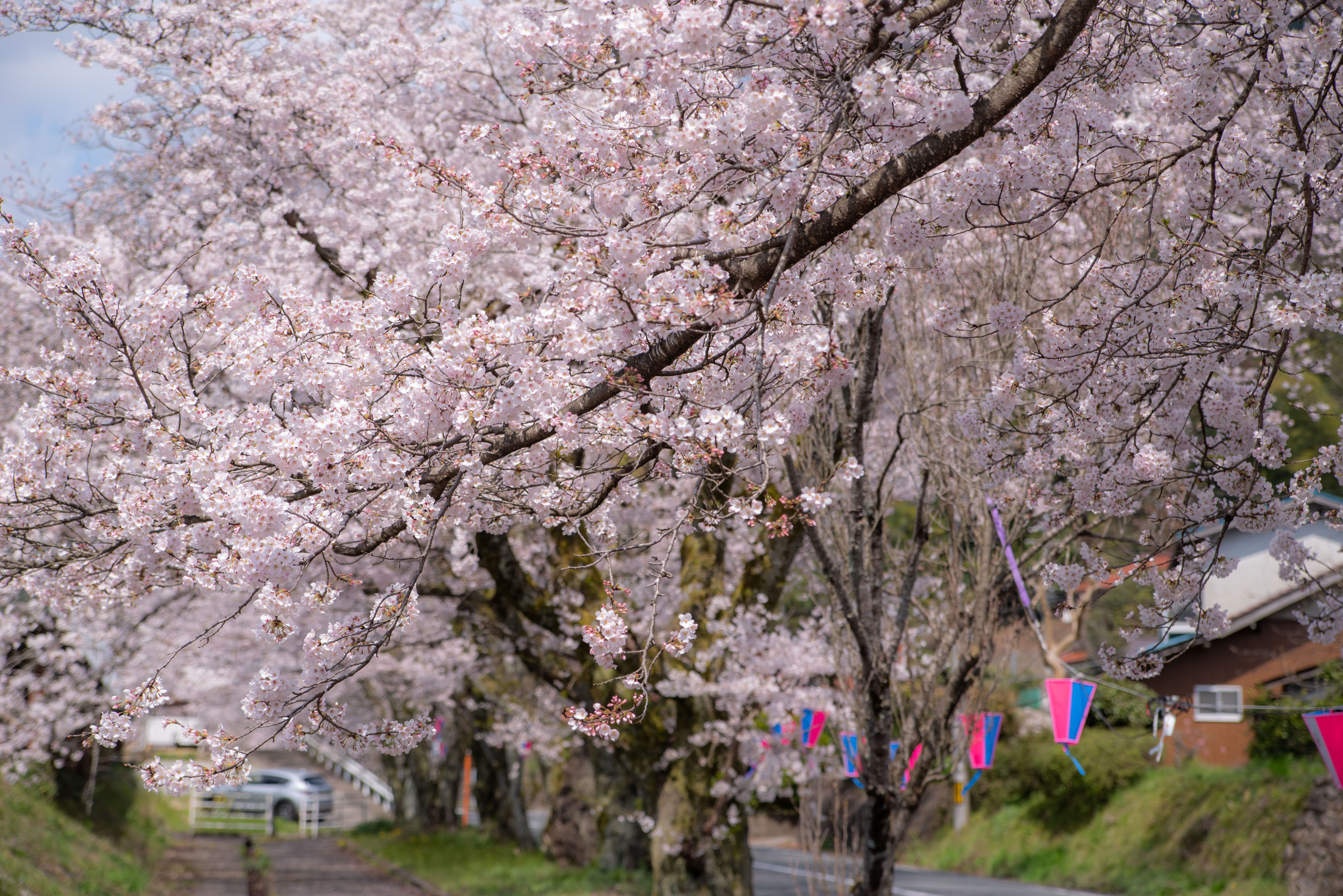 旧潮駅の桜のトンネル
