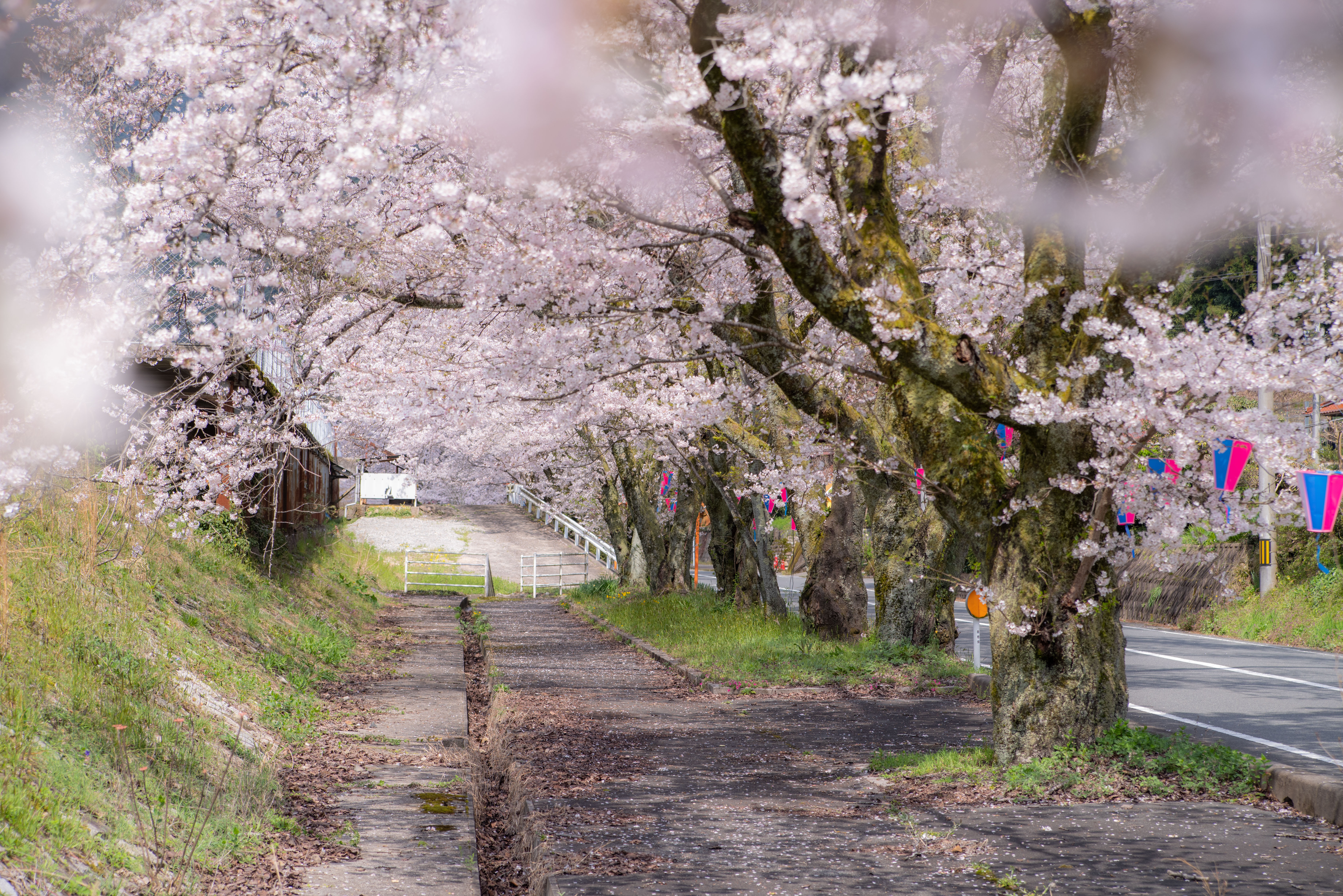 旧潮駅の桜のトンネル