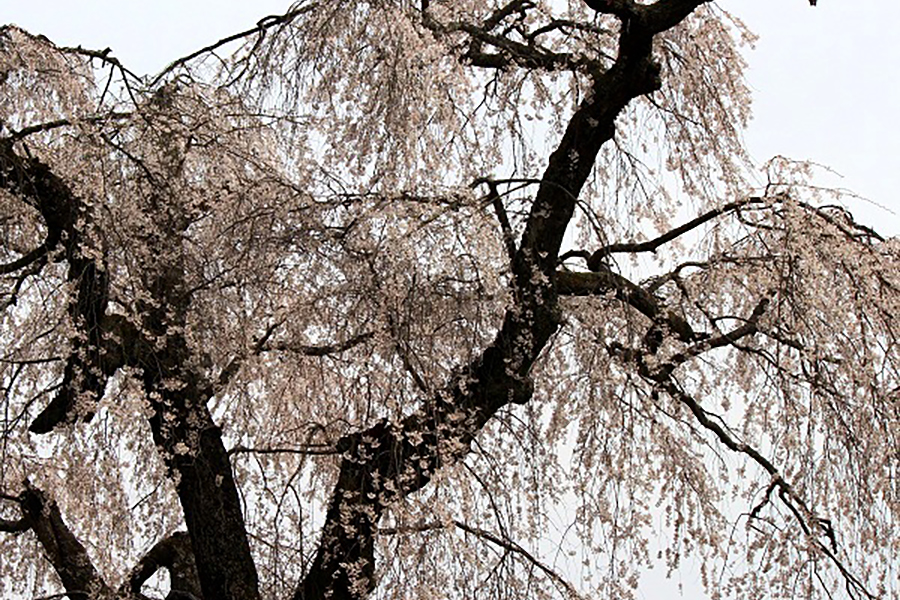 みろく公園のしだれ桜