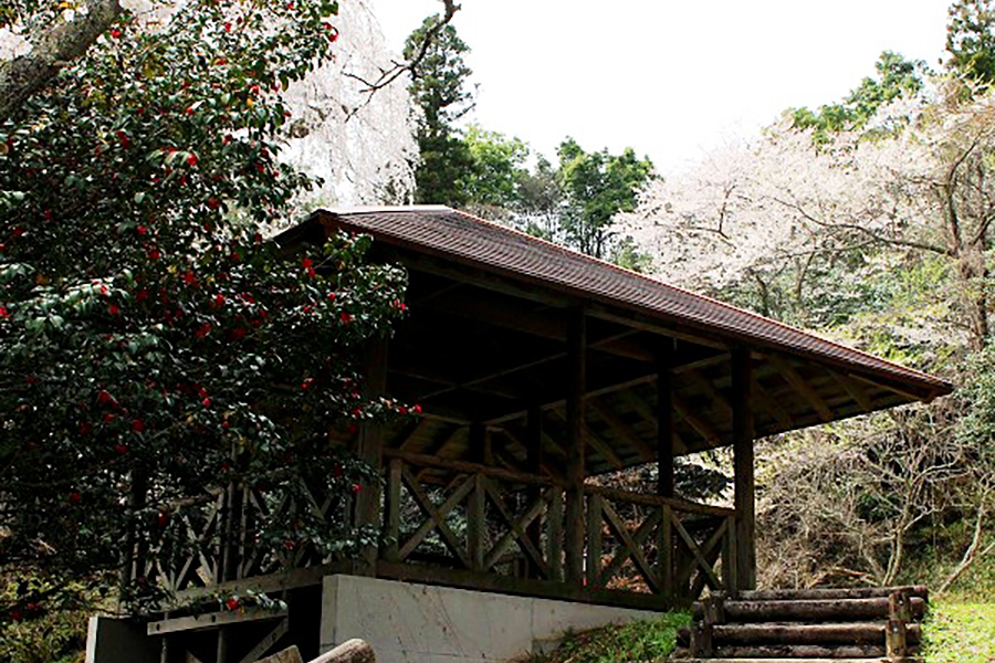 みろく公園のしだれ桜
