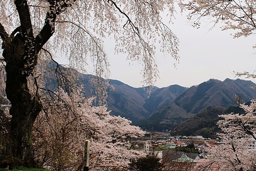 みろく公園のしだれ桜