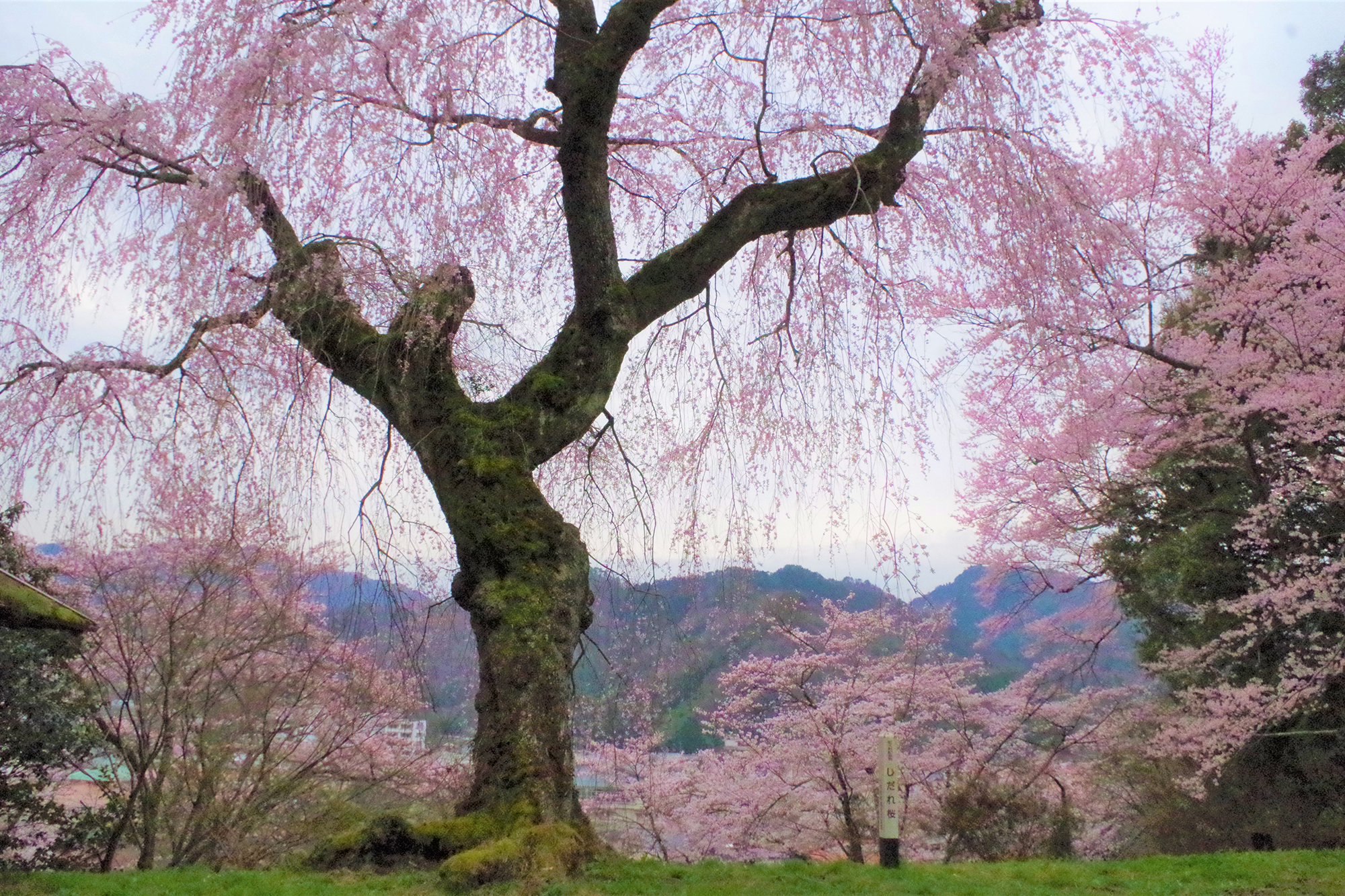 みろく公園のしだれ桜