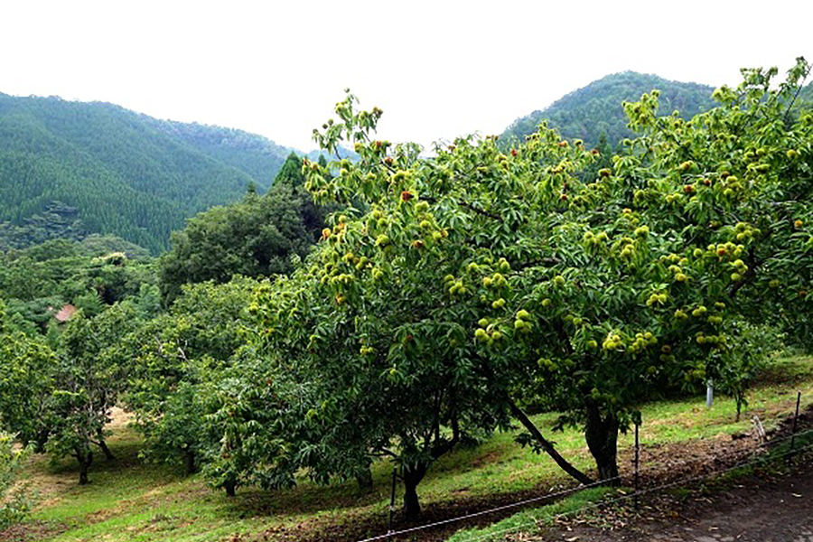 野間観光栗園