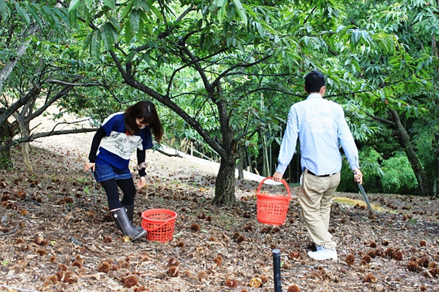 野間観光栗園