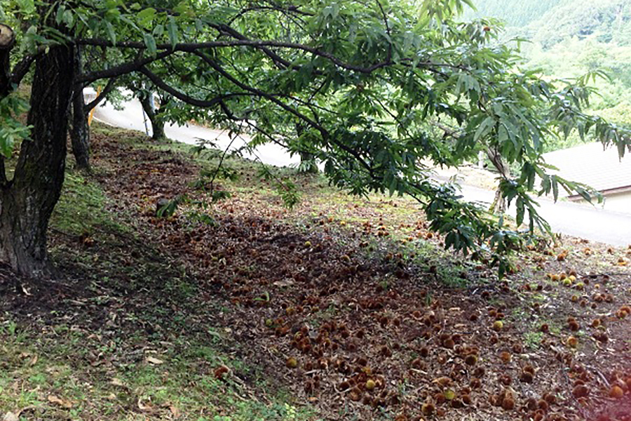 野間観光栗園
