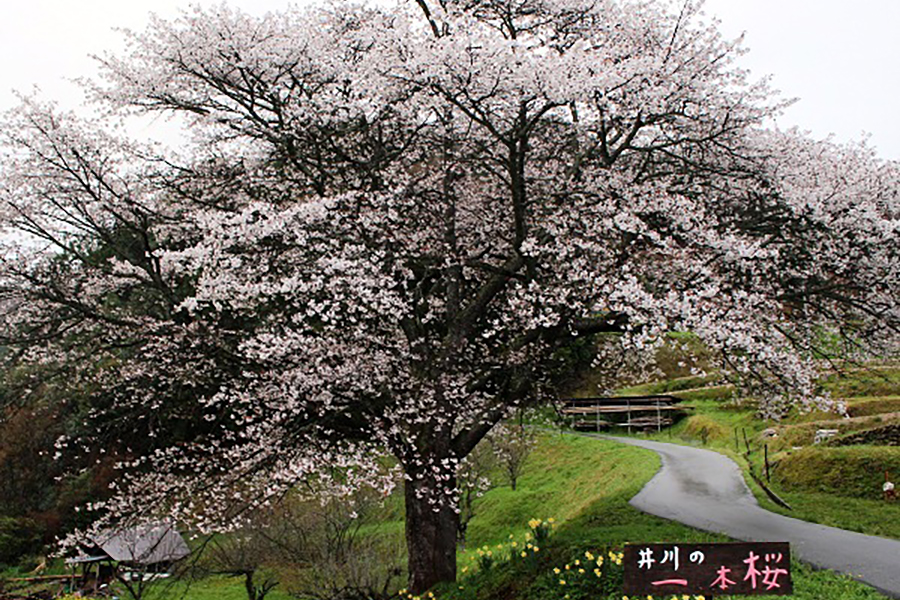 井川の一本桜