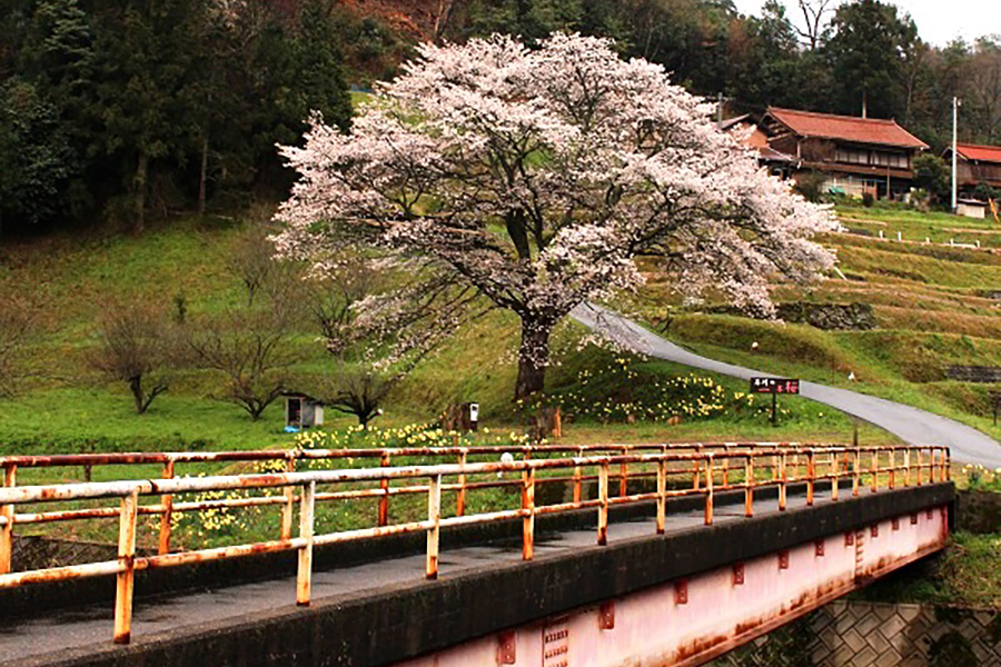 井川の一本桜