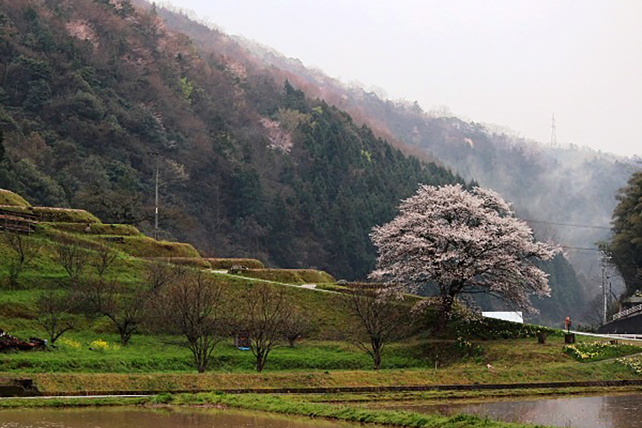 井川の一本桜
