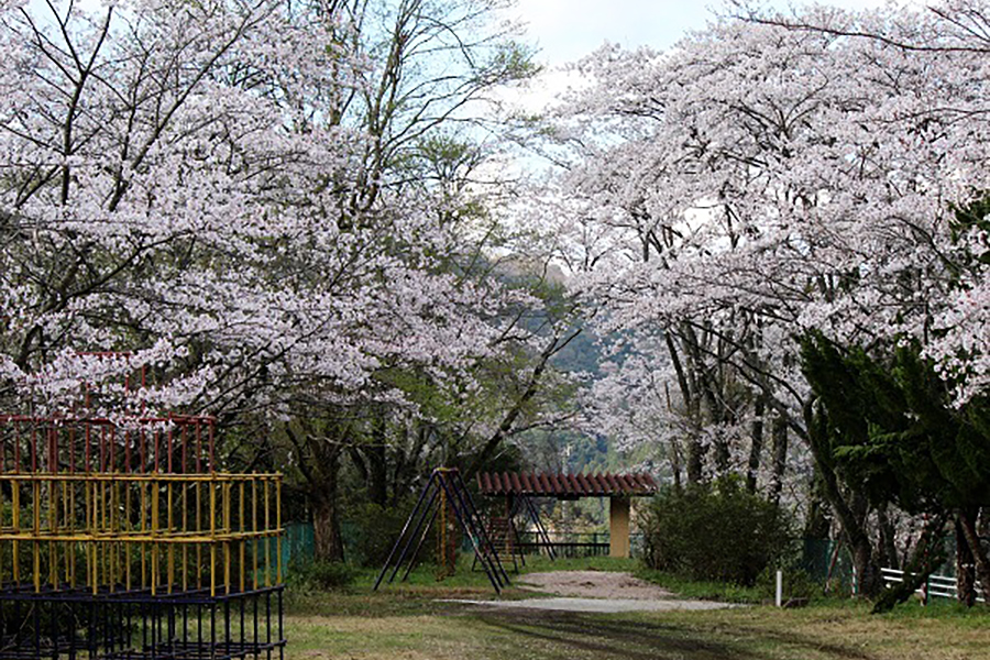 金比羅公園の桜