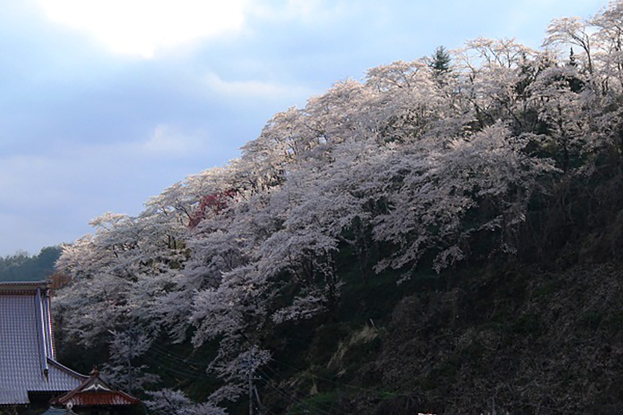金比羅公園の桜