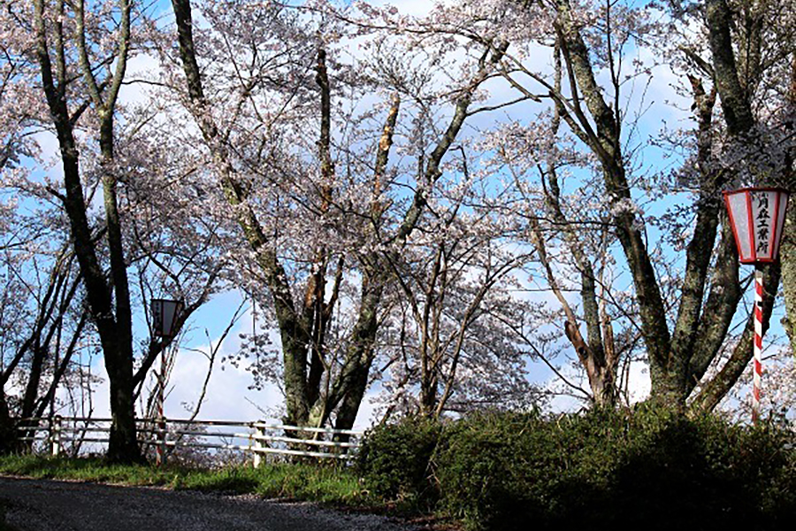 金比羅公園の桜