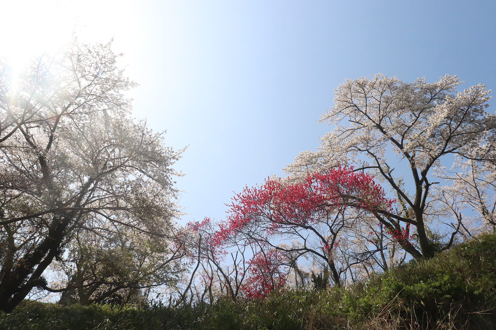 金比羅公園の桜