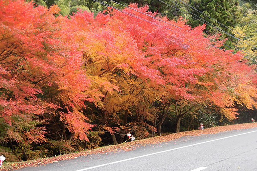 酒谷「光の里」