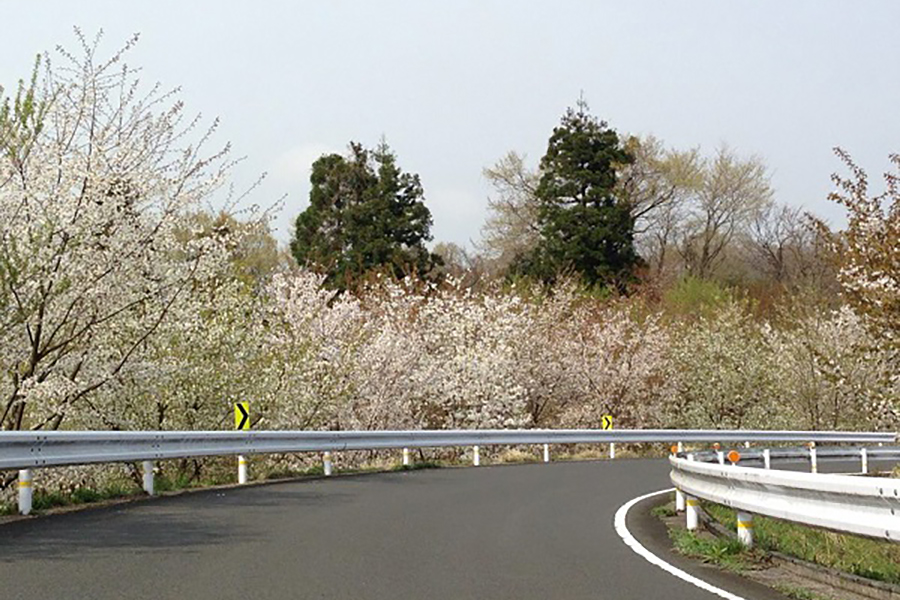 三瓶の山桜