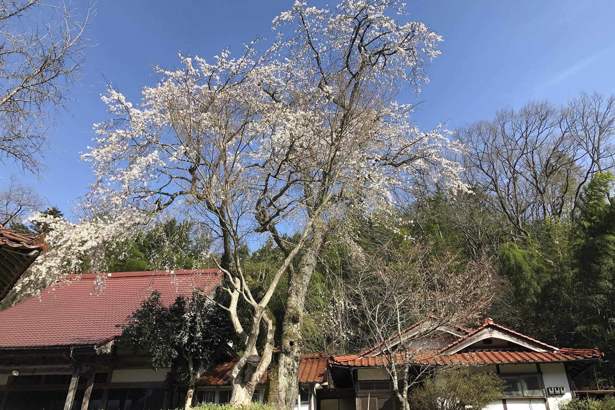 雪田長源寺の枝垂れ桜