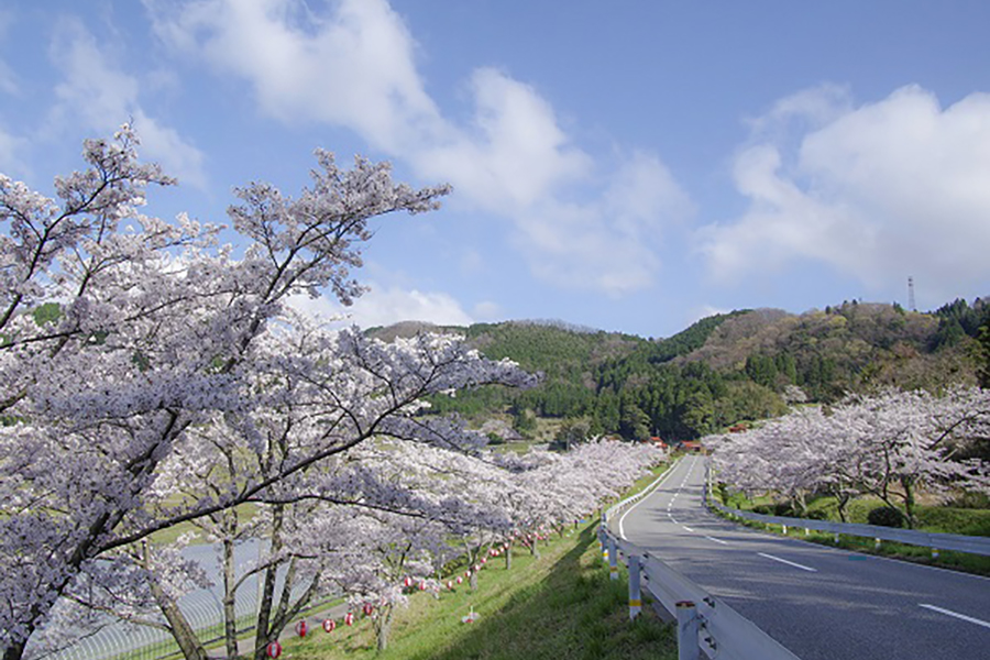 野坂桜並木