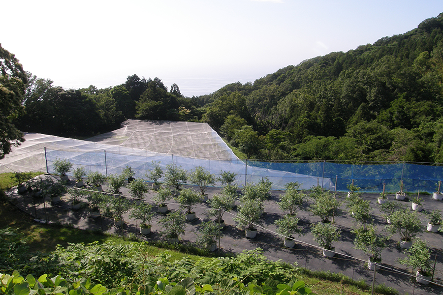 柳青ブルーベリー庭