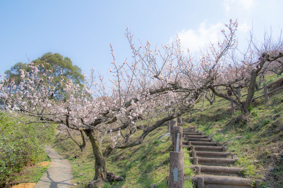 三隅の梅狩り