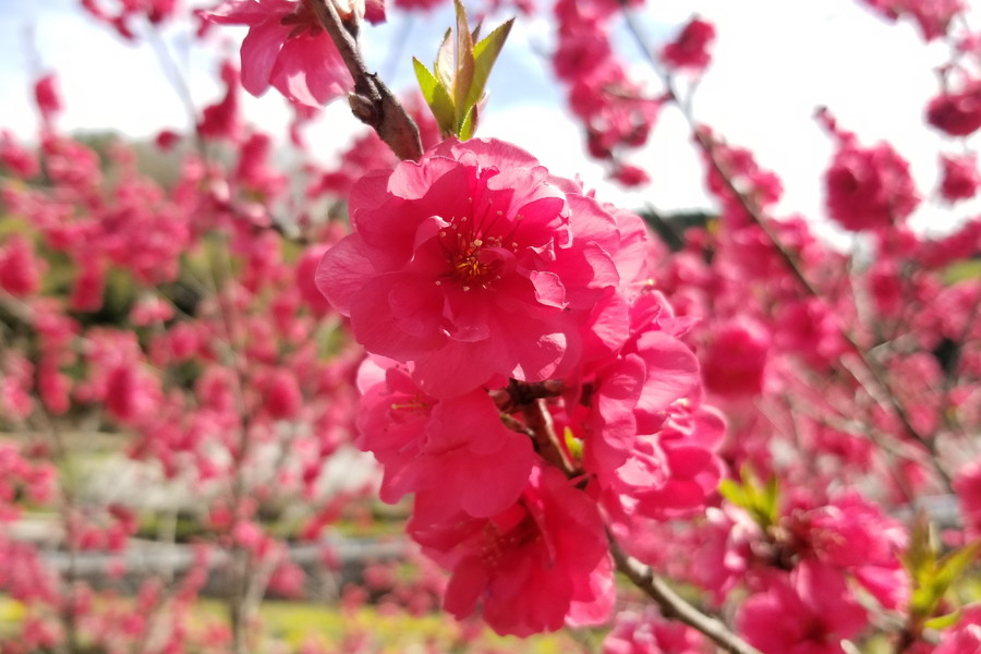 「天国に一番近い里」花桃