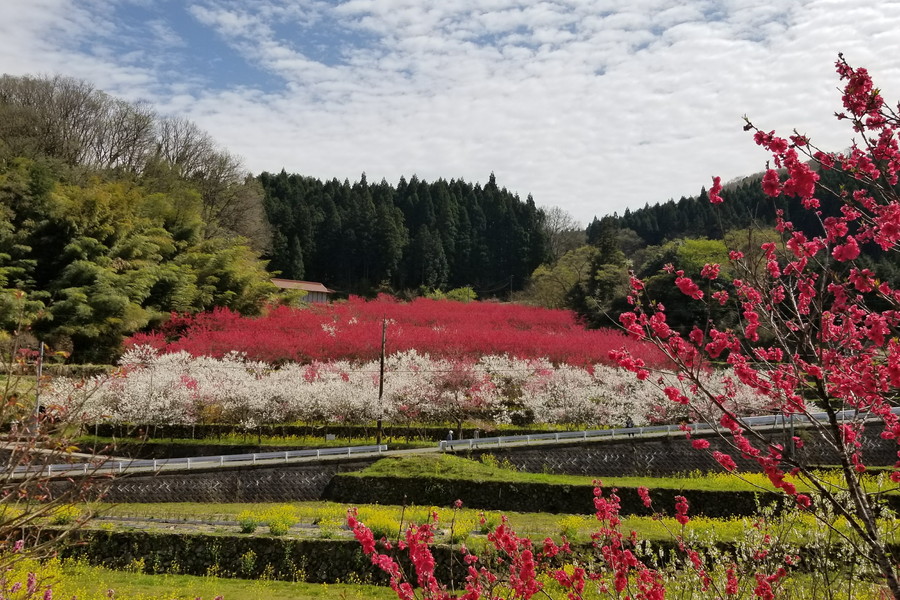 「天国に一番近い里」花桃