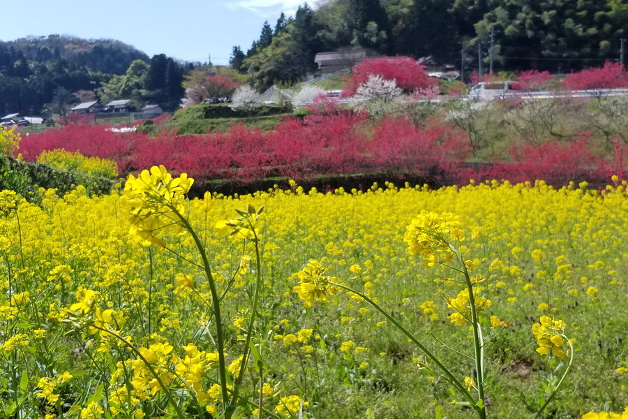 「天国に一番近い里」花桃