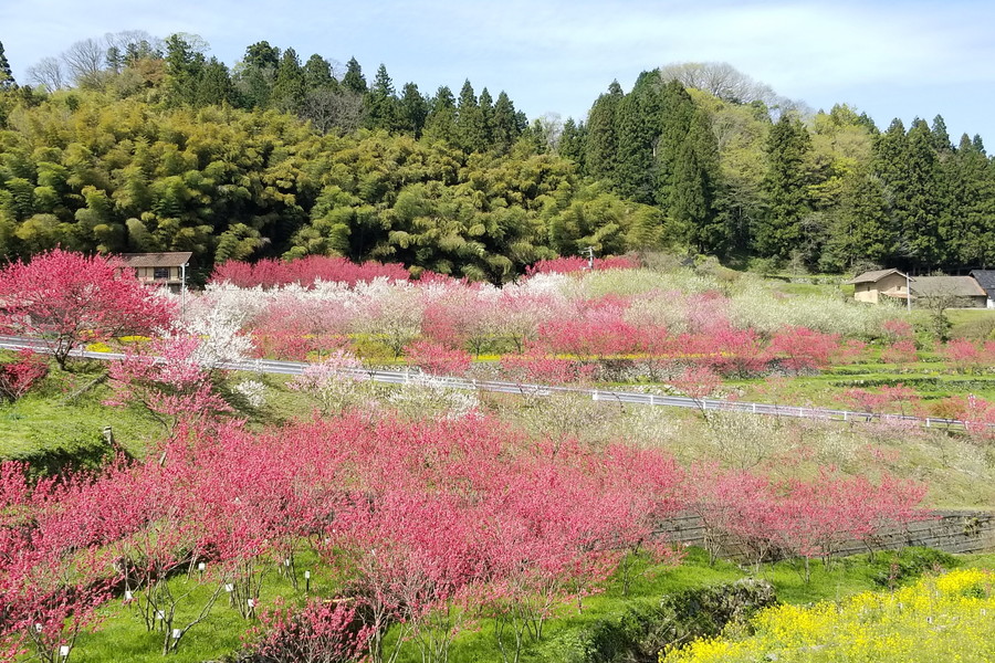 「天国に一番近い里」花桃